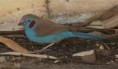 /album/photogallery/red-cheeked-cordonbleu-jpg/